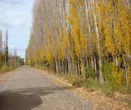 Terreno de 375 m2 (12,5 x 30) en Barrio Las Lilas de Plottier