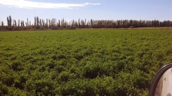  Chacra De 52hs, Luis Beltran Rio Negro. Negociable.