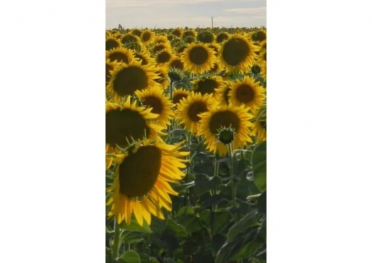 Campo De 48 Has En Guatimozin, Córdoba