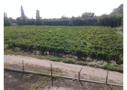 Campo De 33 Has En Alto Verde, Mendoza.