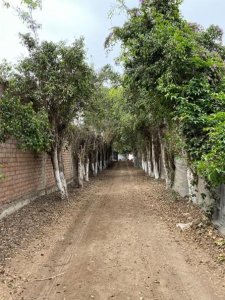 Terreno 20,510 m², Lurín