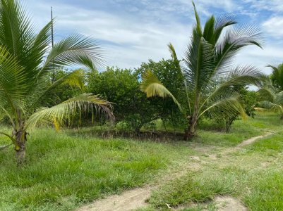 Finca Productora De Limón Y Pescado