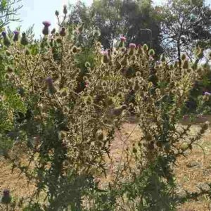 Oportunidad! Terreno Próximo A Playa El Chorro