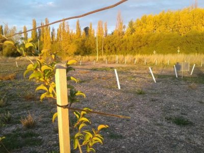 Dos Lotes en El Centro de La Nueva Ciudad de Trelew